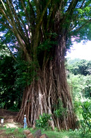 Hawaii Lyons Arboretum